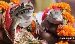 ‘કાર્ડ છપાવાયા, બેન્ડ-વાજા સાથે જાન પણ નીકળી અને પછી...’, દેડકા-દેડકીના લગ્ન શા કરાવાય છે?
