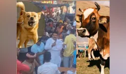 જે ગાયને કૂતરું કરડ્યું હતું તેના દૂધનું બે ગામના લોકોએ ચરણામૃત પીધું, 450 લોકોને હડકવાની રસી આપવી પડી