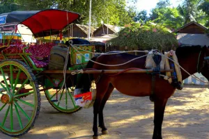 વહુ અને ઘોડો