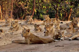 ગુજરાતના નેતાઓની જેમ હવે ગુજરાતના સિંહોને પણ અન્યાય