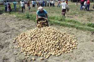 કેમ બટાટા પકવતા ખેડૂતો રોવા માંડ્યા?