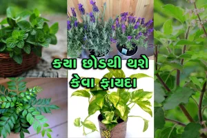 VIDEO: આ પ્રકારના છોડ વાવશો તો ક્યારેય નહિ બને રોગોનું ઘર