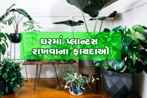 VIDEO: ઘરમાં શુદ્ધ હવા મળી રહે તે માટે અજમાવો આવી તરકીબ