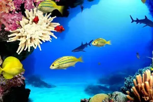 શું કામ ઘરમાં એક્વેરિયમ રાખવું જોઈએ?