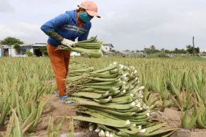 આ ખેતીથી ચમકશે નસીબ, ઓછા ખર્ચે 5 ગણો નફો કમાવવાની સુપરહિટ પદ્ધતિ