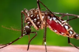 અમેરિકન કંપની ફેક્ટરીમાં બનેલા અબજો મચ્છરો કેમ છોડવા જઈ રહી છે?