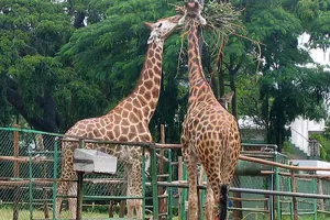 પ્રાણી સંગ્રહાલયથી રાતોરાત ક્યાં ગાયબ થઈ ગયા 321 પ્રાણી? ગરબડી બાદ ડિરેક્ટરની બદલી