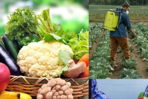 તમારી થાળીમાં પીરસવામાં આવતી ખાવાની આ વસ્તુ હાર્ટ બ્લોકેજનું જોખમ વધારી રહી છે! જાણો તેનું કારણ શું છે