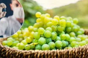 માનવ 150 વર્ષ સુધી જીવી શકશે; ચીની વૈજ્ઞાનિકોએ વૃદ્ધત્વ જલ્દી આવતું અટકાવવા માટે દવા વિકસાવી!