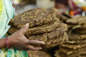 MCDએ કહ્યું, ગાયના છાણાથી અગ્નિસંસ્કાર કરો, નિષ્ણાતો કહે છે કે તેનાથી 'પ્રદૂષણ વધી શકે છે'