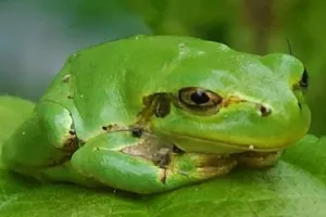 જાપાની ઝાડના દેડકામાં એક શક્તિશાળી કેન્સર વિરોધી દવા મળી આવી, જે એક ડોઝ આપતા જ કેન્સરને દૂર કરે છે