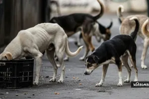 લ્યો બોલો...! અમદાવાદમાં હવે રખડતા કુતરાઓને પણ ગળામાં પટ્ટા પહેરાવાશે