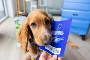 એક રખડતા કૂતરાને અમેરિકાના વીઝા કંઈ રીતે મળી ગયા?