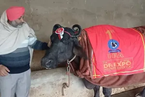 મુર્રા ભેંસે 29.65 લીટર દૂધ આપીને બુલેટ જીતી હતી, અગાઉ તેણે ટ્રેક્ટર અને 2 લાખ રૂપિયા પણ જીત્યા હતા