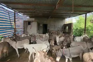 હવે સરકાર ગધેડા ઉછેરવા માટે 50 લાખ રૂપિયા આપશે, જાણી લો તેનો લાભ કેવી રીતે લેવો