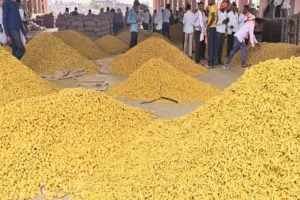 ઈરાન યુદ્ધની અસર; હળદરના ભાવ પ્રતિ ક્વિન્ટલ રૂ. 3500 ઘટ્યા, મરાઠવાડાના ખેડૂતો ચિંતિત!