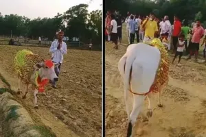 ગાય 7 દિવસથી કરી રહી છે ખેતરની પરિક્રમા, લોકોએ ગણ્યો ચમત્કાર... આઠમા દિવસે ખૂલ્યું રહસ્ય 