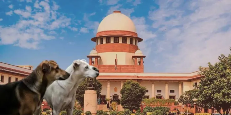 શું આપણા દેશમાં કૂતરાઓનો કોઈ ઉપાય છે?