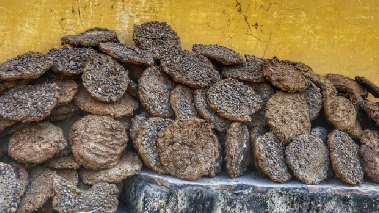 Cow-Dung1
